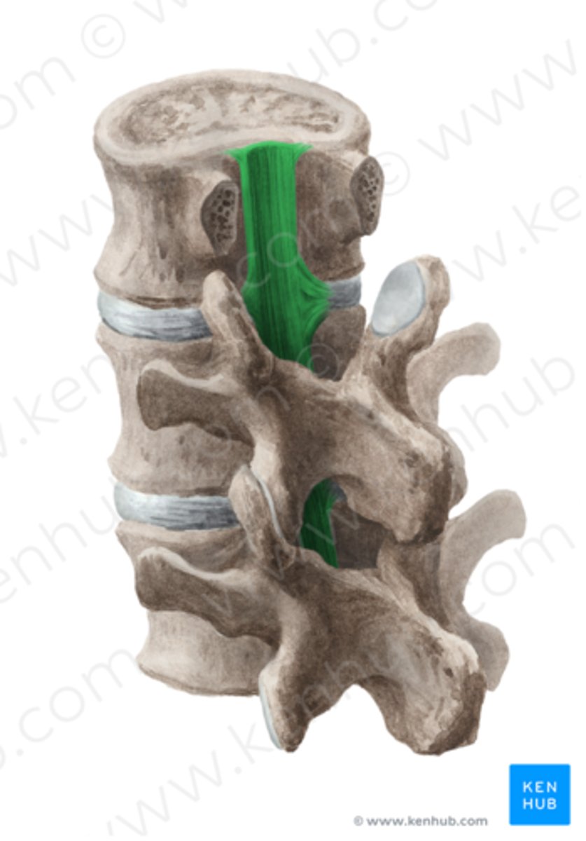 <p>-attached to posterior surface of vertebral bodies and IVDs</p><p>-limits flexion of vertebral column</p><p>-upward extension of tectorial membrane</p>