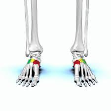 <p><span>between the navicular bone first three metatarsal bones distally</span></p>