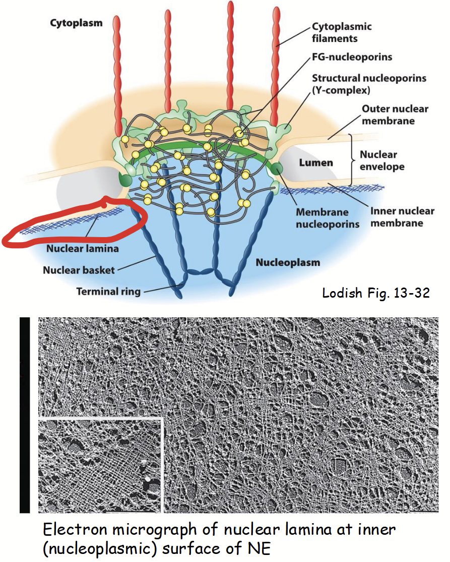 <p><strong>Part of the nuclear membranes.</strong></p><ul><li><p>Located on inner surface (i.e. nucleoplasmic side) of nuclear inner membrane.</p></li><li><p>Network (“mesh”) of long, filament-like proteins.</p><ul><li><p><u>ABC nuclear lamins:</u> evolutionarily related to proteins that form intermediate filaments in cytoskeleton network.</p></li></ul></li><li><p>Provides <strong>mechanical support</strong> to nuclear envelope (binds to nuclear inner membrane integral proteins).</p></li><li><p>Serves as <strong>scaffold</strong> for attachment of<strong> chromatin and nuclear matrix to nuclear envelope</strong>.</p></li></ul><p></p>