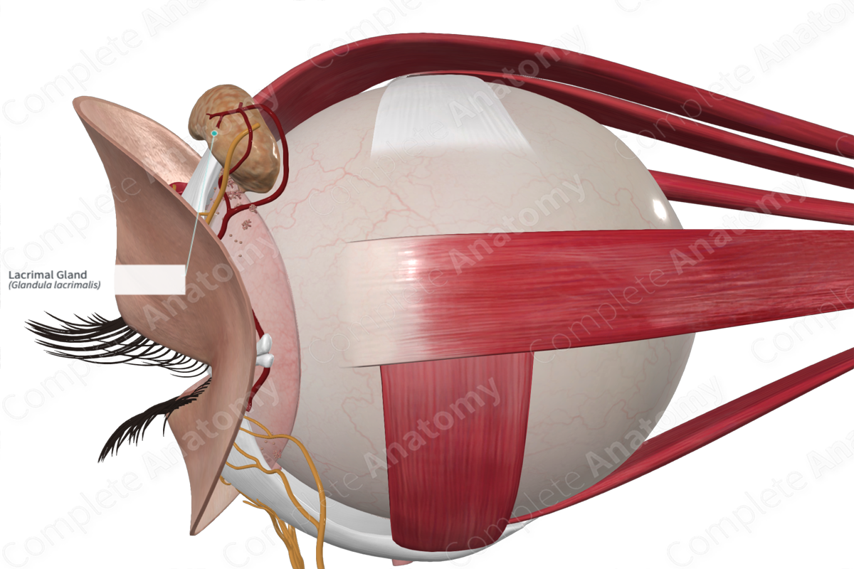 <p><strong>Lacrimal Apparatus</strong></p><p>• Gland location - _____ superolateral corner of orbit</p>