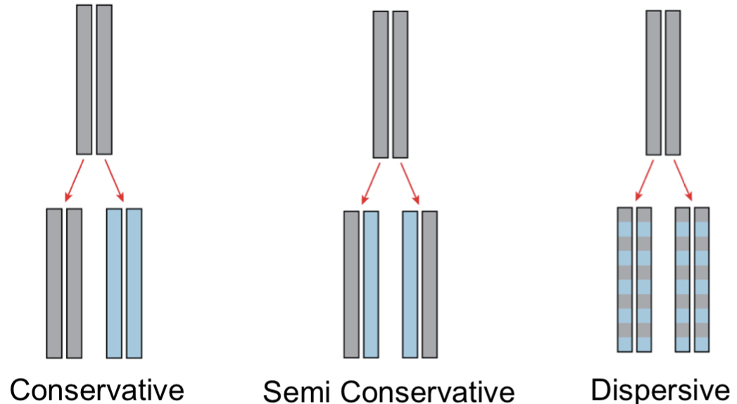 Models of DNA Replication
