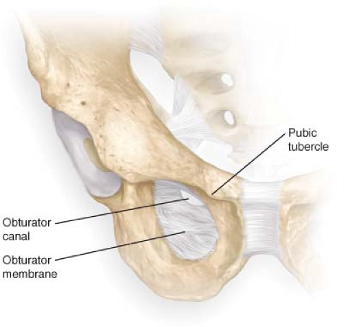 <ul><li><p>obturator </p><ul><li><p>medial innervation</p></li></ul></li></ul><ul><li><p>greater sciatic foramen</p><ul><li><p>posterior leg</p></li></ul></li></ul><p></p>