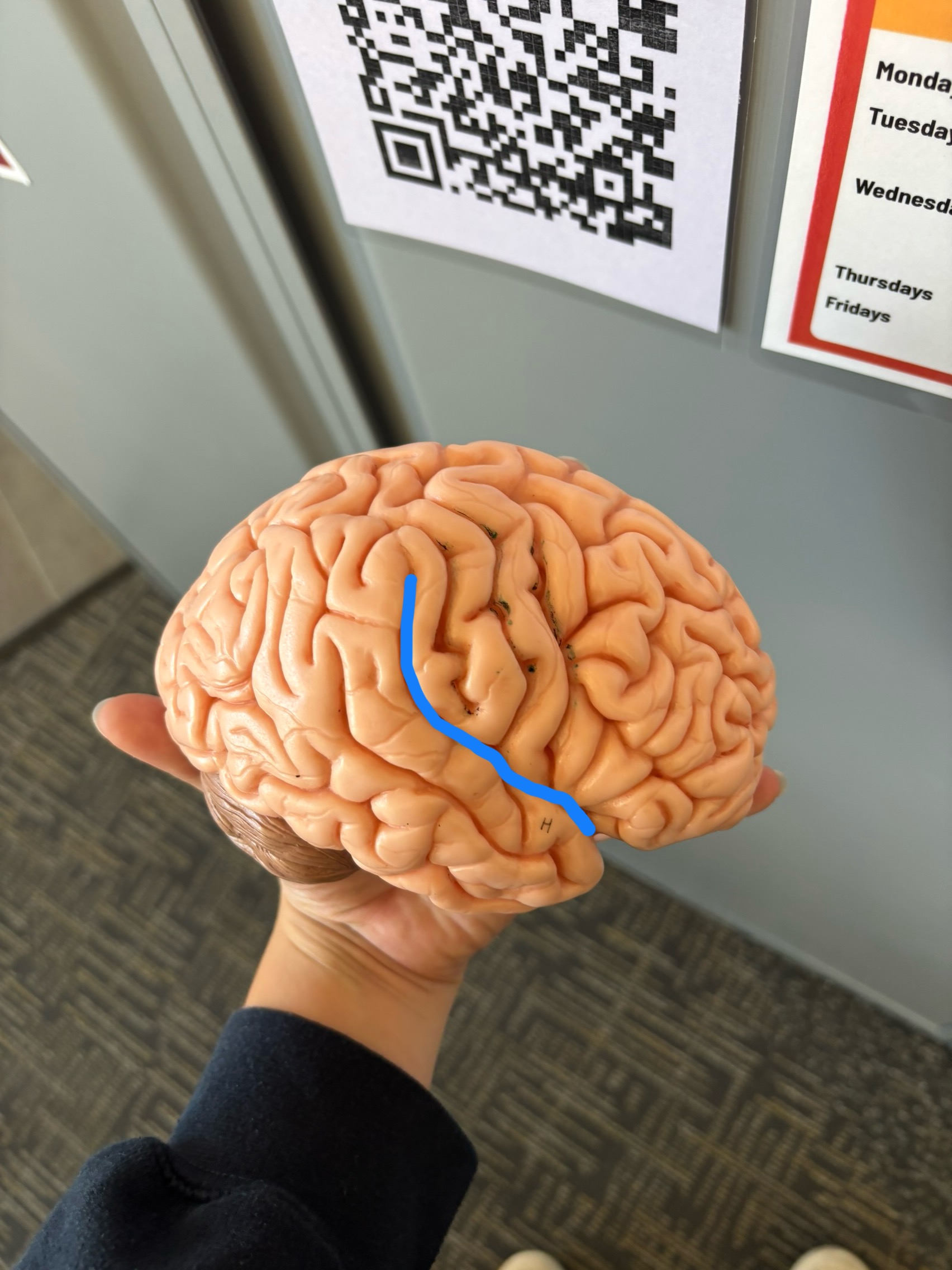 <p>What structure is this?</p>