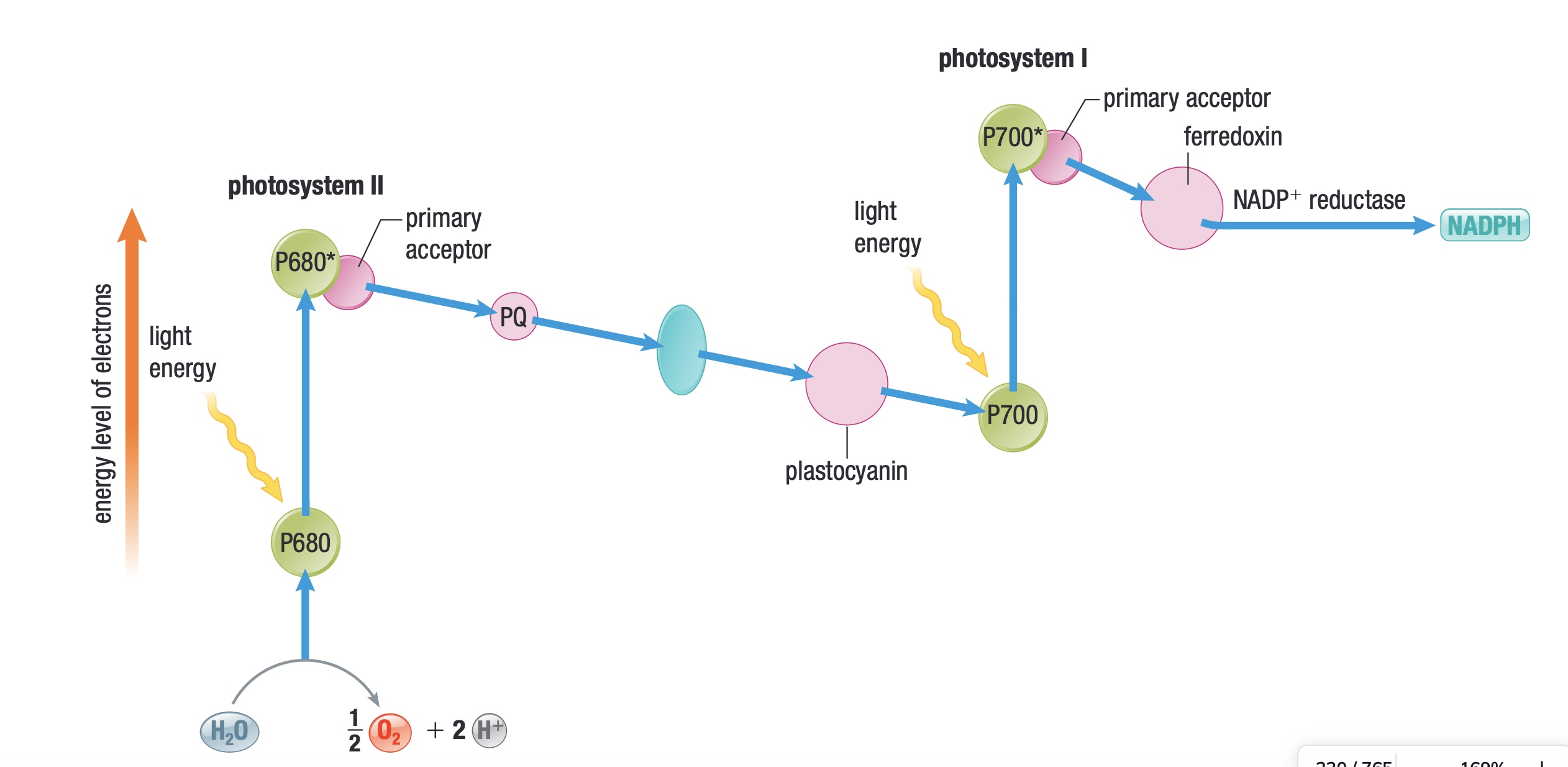 <p>Z-Scheme diagram</p>