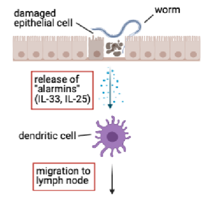 <p>worms cause damage to epithelial cells</p><p>release of alarmins from epithelial cells(e.g IL-33,IL-25)</p><p>together with parasite molecules, alarmins act on DCs in tissue and instruct them to promote Th2 response</p><p>meanwhile DCs take up and process helminth antigens for presentration on MHC class II</p><p>DCs migrate from tissue to lymph node and present antigen to CD4+ T cells</p>