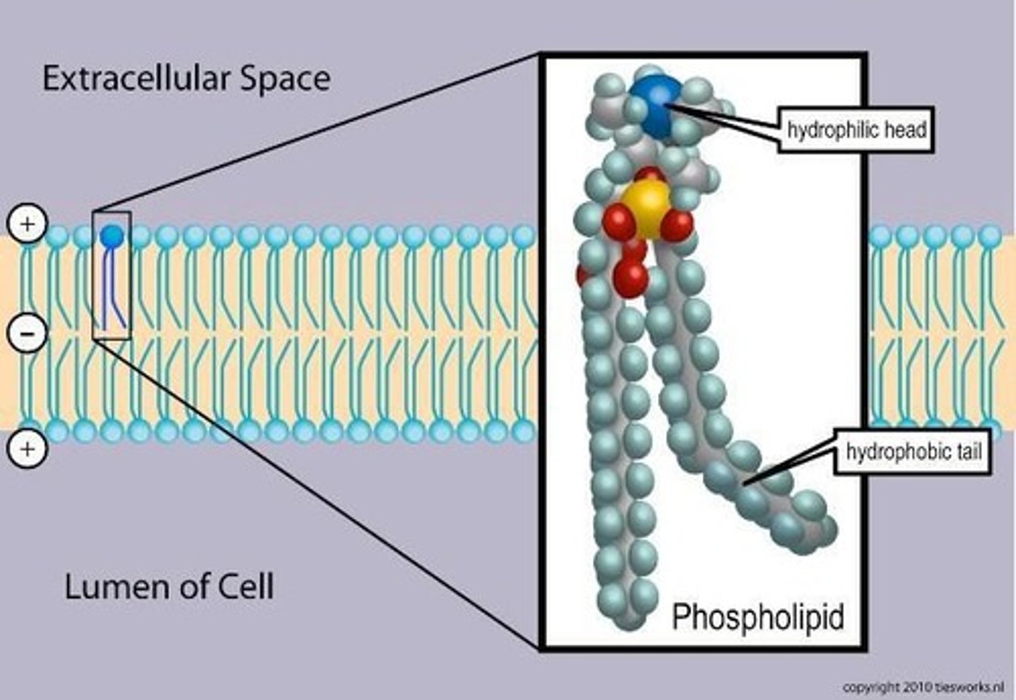 <p>Formed by phospholipids butting up tail to tail.</p>