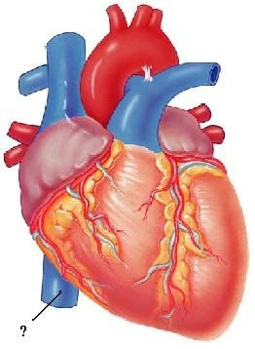 <p>inferior vena cava</p>