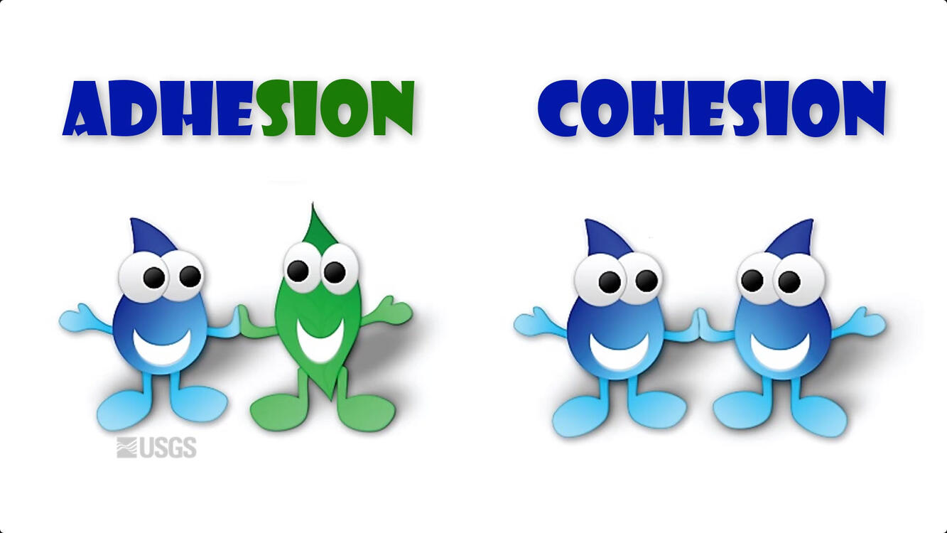 <p>cohesion</p>