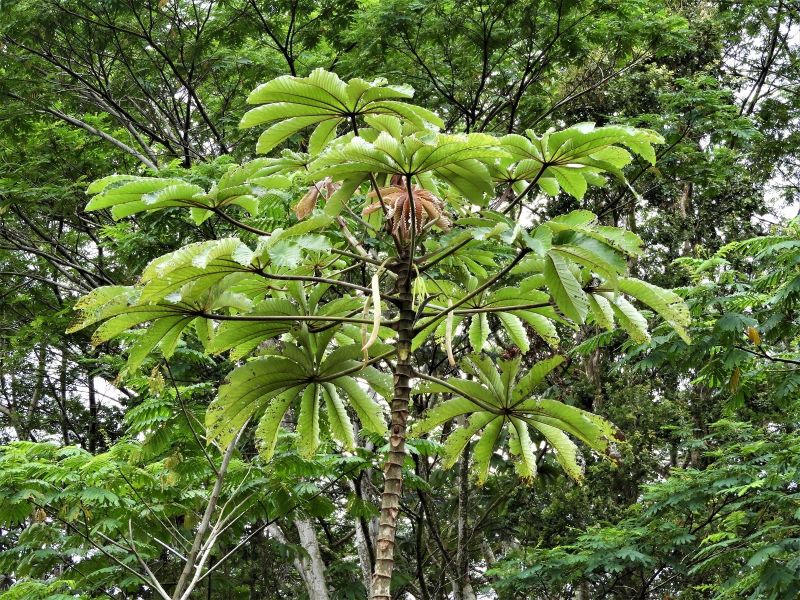 <p>palmately compound leaves</p>