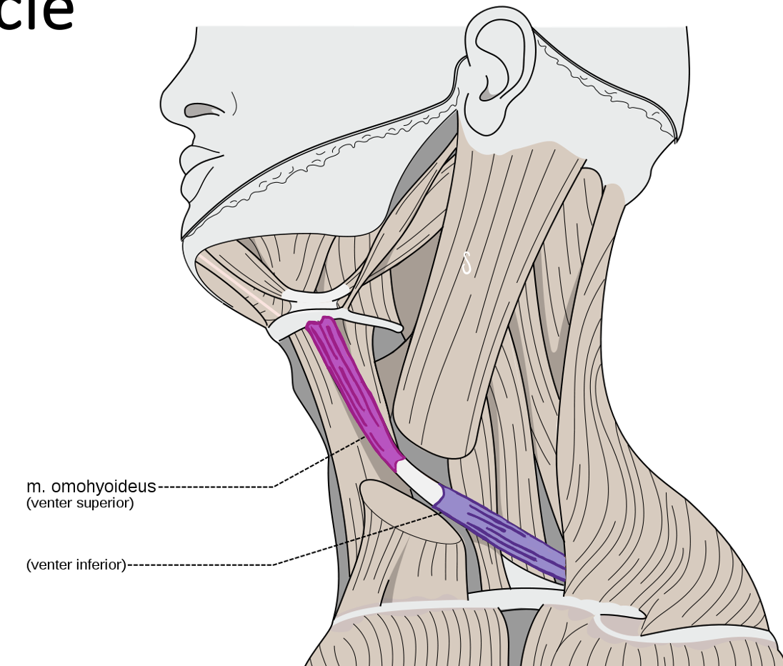 <p>Action and innervation of <strong>Inferior Belly of the Omohyoid muscle</strong></p>