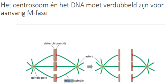<p>De <strong>M-fase</strong> bestaat uit:</p><ul><li><p><strong>Mitose</strong> (kerndeling)</p></li><li><p><strong>Cytokinese</strong> (cytoplasmadeling)</p></li></ul><p><strong>Belangrijkste eiwitten</strong> </p><ul><li><p><strong>M-Cdk</strong> = motor van mitose</p></li><li><p><strong>Condensines</strong> = compact maken van chromatiden</p></li><li><p><strong>Cohesines</strong> = houden zusterchromatiden bij elkaar</p></li><li><p><strong>Kinesines/dyneïnes</strong> = beweging chromosomen</p></li><li><p><strong>APC/C</strong> = degradeert M-cyclines → exit mitose</p></li></ul><p></p>