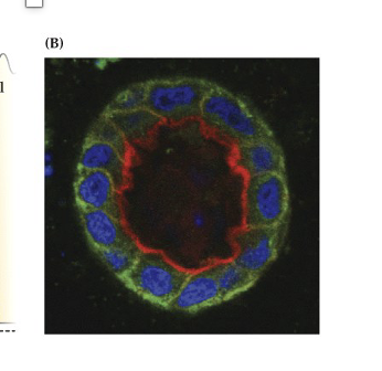 <p>Explain Figure 23.1 Image B</p>