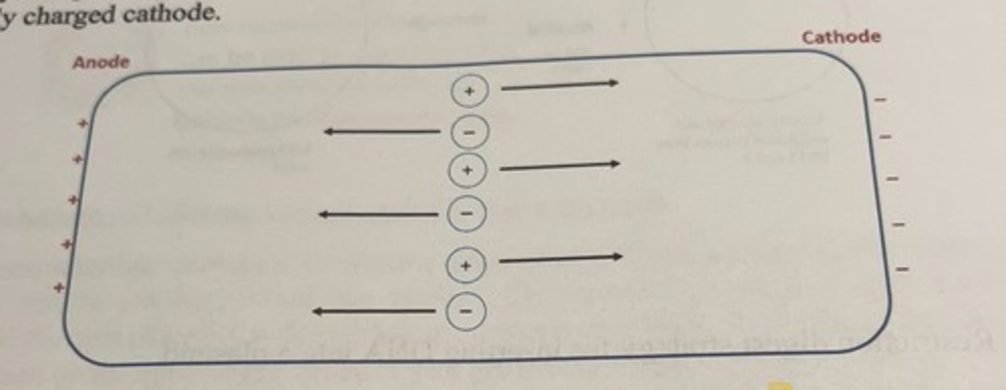 <p>the molecules will have the tendency to migrate to the pole opposite of their charge.</p><p>-negatively charged molecules migrate towards the positively charged anode</p><p>-positively charged molecules will migrate towards the negatively charged cathode.</p>
