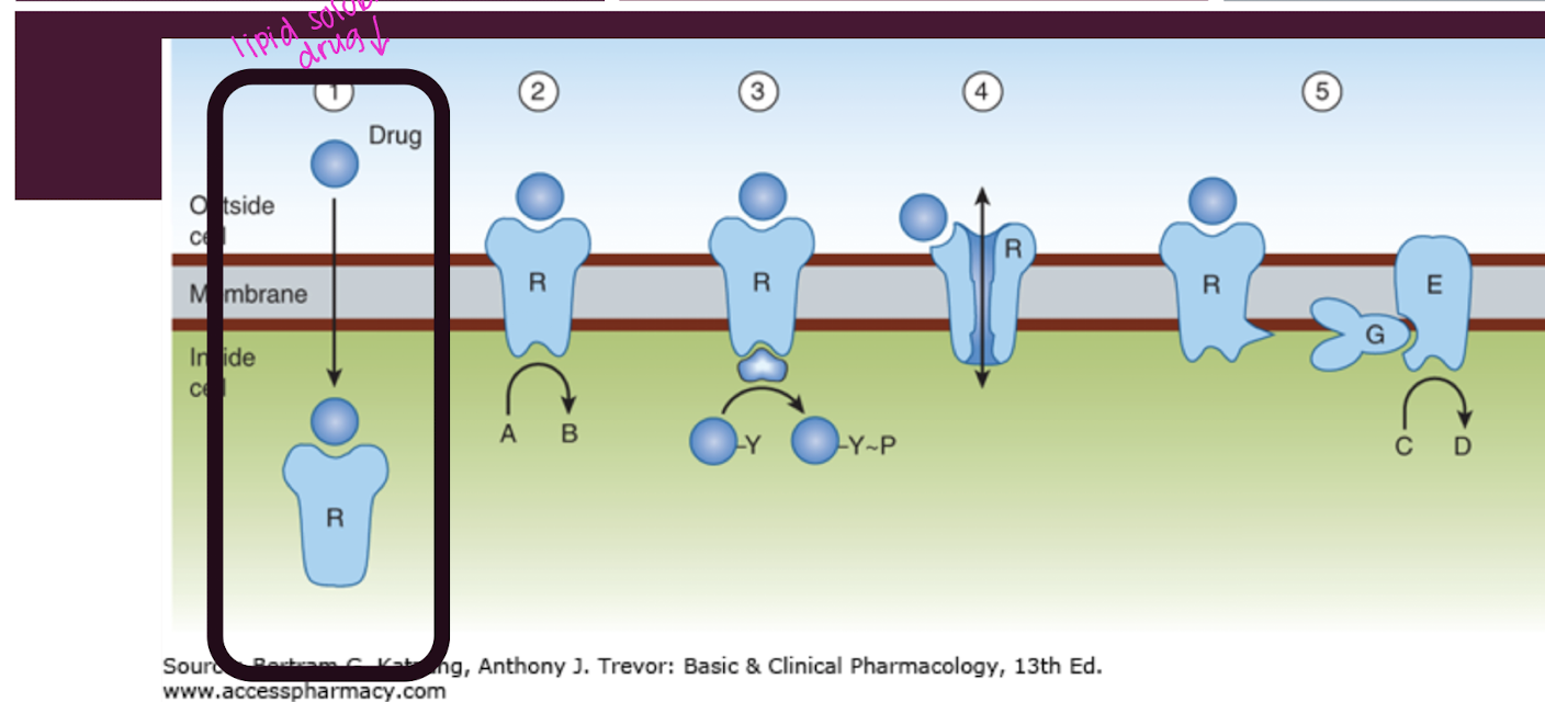 <p>The G coupled receptor binds extracellularly to activate the G-protein. The receptor changes shape activating the G protein. The G protein will dissociate from the subunit and which stimulates creation of the secondary messenger that relays signals within the cell, influencing various physiological processes. (5)</p><p><strong>Subunit is within the plasma membrane</strong></p>