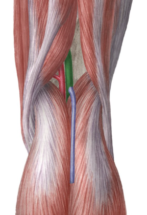 <p>drains blood from knee</p>