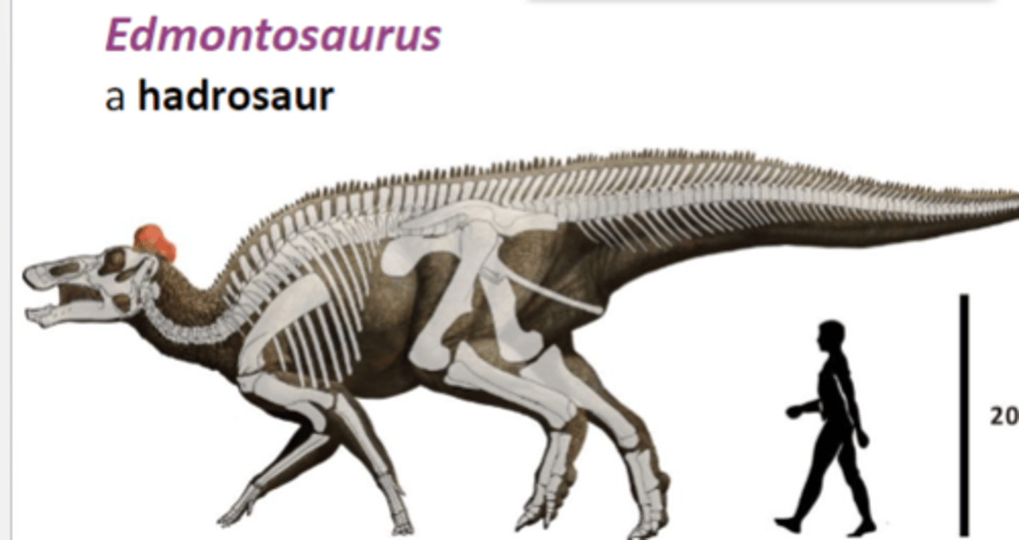 <p>a hadrosaur</p>