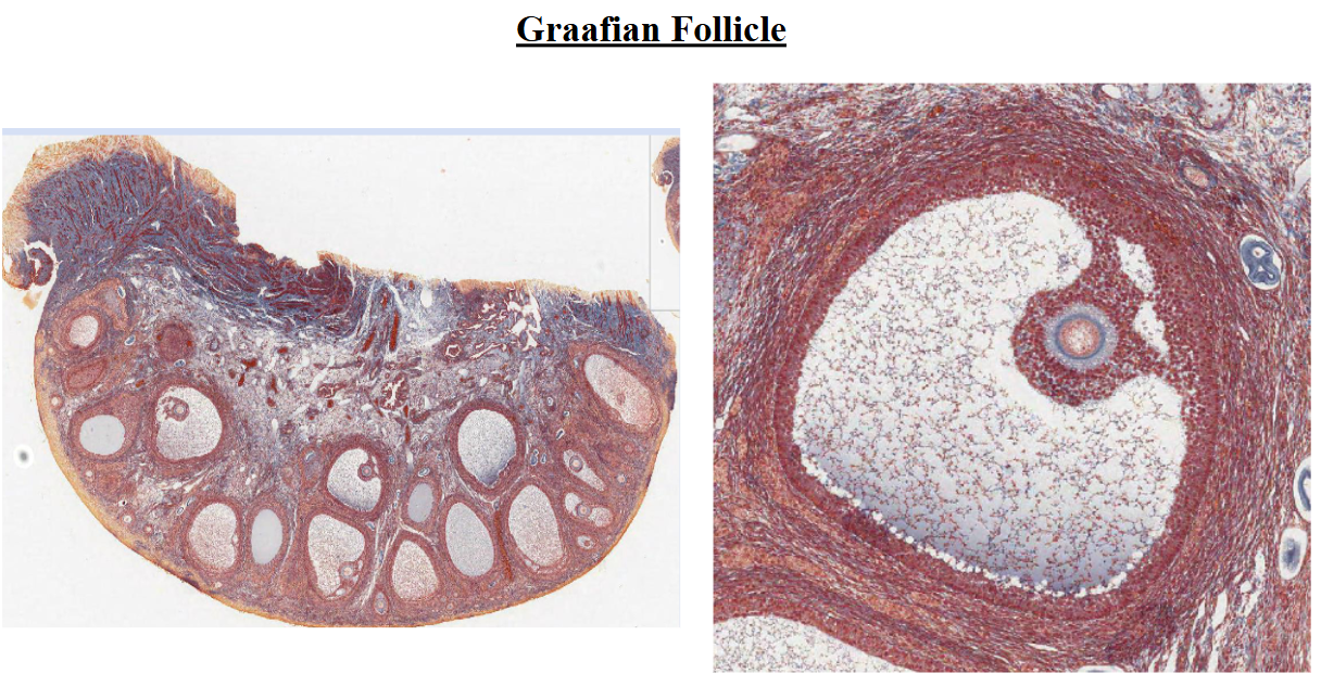 <p>graafian follicle</p>