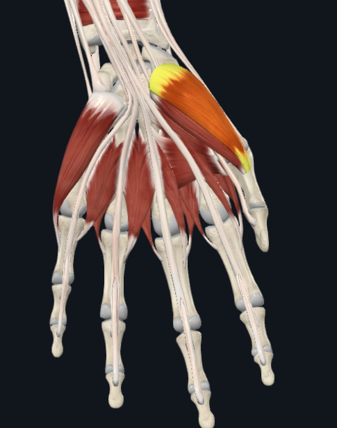 <p>What muscle is this</p>