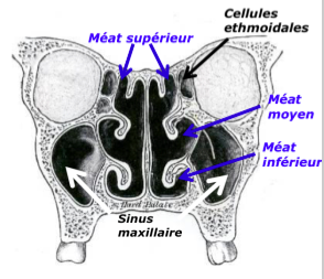 <p>Méat supérieur</p>