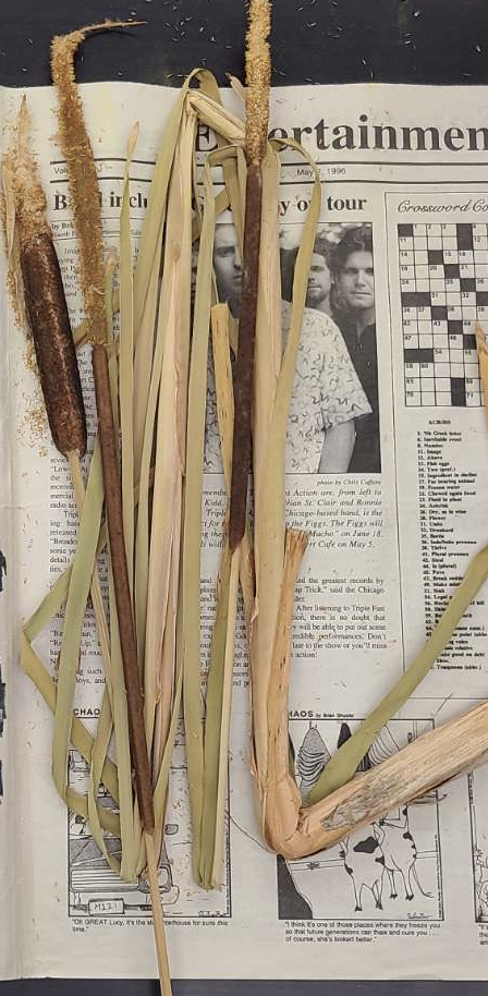 <p>plant?</p>