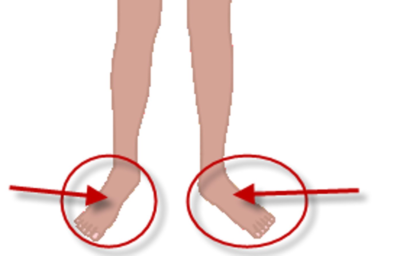 <p>the foot</p>