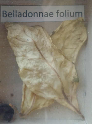 <p><span style="font-size: calc(var(--total-scale-factor) *12.00px);">Belladonnae folium</span><br><span style="font-size: calc(var(--total-scale-factor) *12.00px);">nadragulya levél</span><br><span style="font-size: calc(var(--total-scale-factor) *12.00px);">Atropa belladonna</span><br><span style="font-size: calc(var(--total-scale-factor) *12.00px);">Solanaceae</span></p>