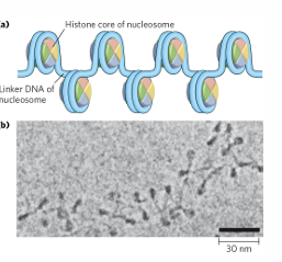 <p>basic unit of chromatin contains 8 <strong>histones </strong>to make up <strong>histone core</strong></p><p>in euchromatin, nucleosomes look like beads on a string</p>