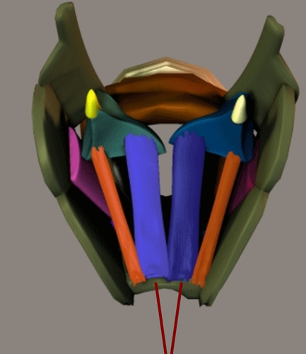 <p>the inner pair and are the main tensor folds</p><p>contract - the folds become tense and ready to vibrate, and the arytenoid cartilages rotate inward</p><p>vocal folds</p>