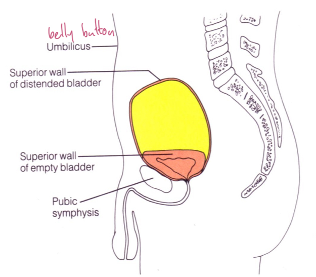 <p>Empty vs full bladder</p>