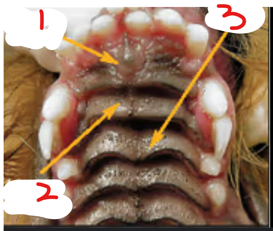 <p>this is the top of a dogs mouth.</p><p>label it</p>