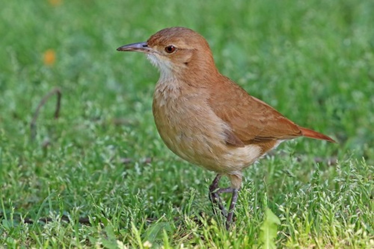 <p>rufous hornero</p>