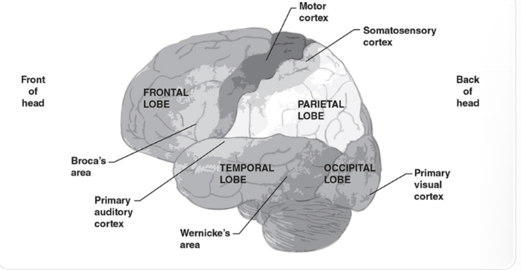 <p>lobes and areas</p>