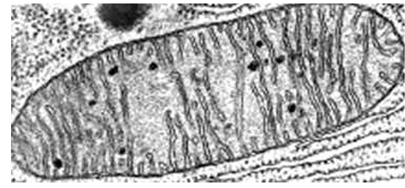<ul><li><p><u>MITOCHONDRIA</u></p><ul><li><p>performs <u>CELLULAR RESPIRATION</u> (releases energy from food)</p><ul><li><p><u>All Eukaryotic cells</u> have mitochondria: chemical energy → ATP (chemical energy)</p></li></ul></li></ul></li></ul><p></p>