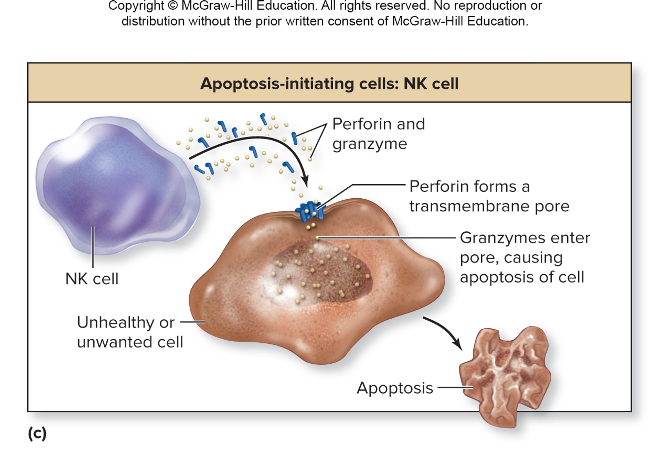 <ol><li><p>destroy unhealthy/unwanted cells (e.g., virus/bacteria-infected cells, tumor cells, cells of transplanted tissue)</p></li><li><p>perform immune surveillance (patrol the body, detect unhealthy cells)</p></li><li><p>release perforin (creating pores on targeted cells)</p></li><li><p>release granzymes (cause apoptosis of cells)</p></li></ol><p></p>