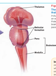 <p>brainstem</p>