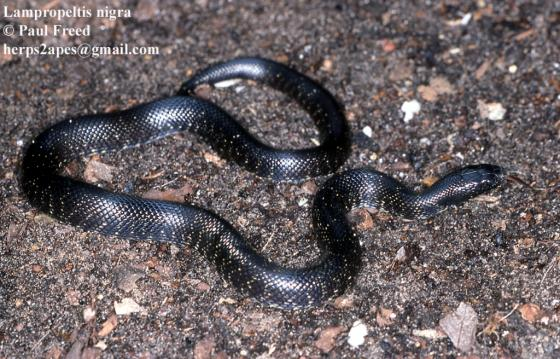 <p>Family: Colubridae</p><p>Latin: Lampropeltis nigra</p><p>Eastern Black Kingsnake</p>