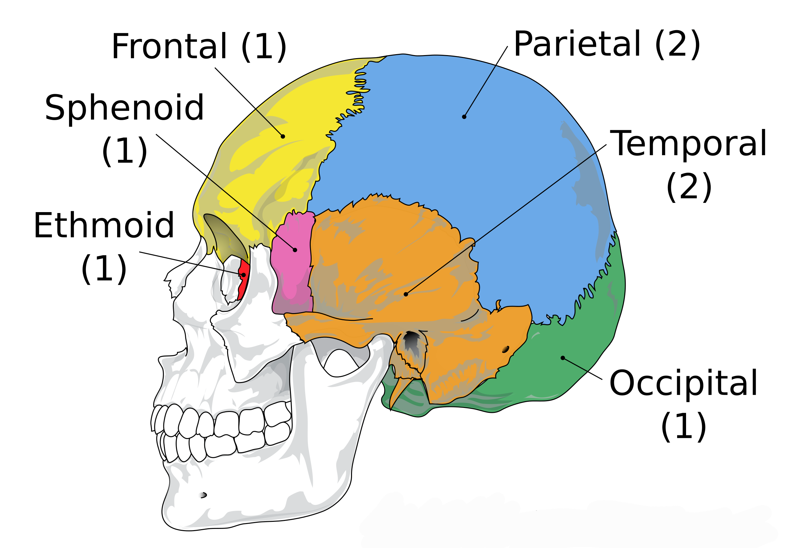 <p>Os occipitale / Os basisphenoidale / Os presphenoidale / Os frontale / Os parientale / Os interparientale / Os temporale / Os ethmoidale</p>