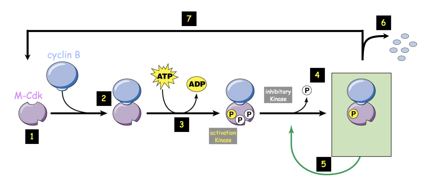 <p>— M-Cdk inactivated by <strong>proteolytic degradation </strong>of Cyclin B</p><p>— Cell exits mitosis to undergo cytokinesis and return to interphase (G1)</p><p>— At the end of G1 phase, inactivated M-Cdk is dephosphorylated</p>