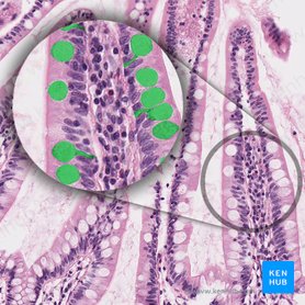 <p>Produce mucus. Only found in columnar cells, but not all columnar have mucus.</p>