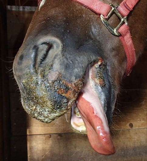 <p>most common in the mouth, but can also be found on:</p><p>-coronary bands</p><p>-interdigital space</p><p>-teats</p>