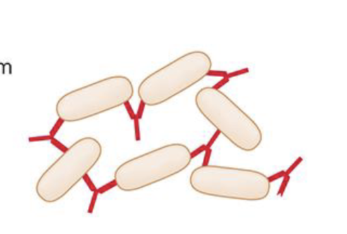 <p>How does Agglutination work in antibody function?</p>