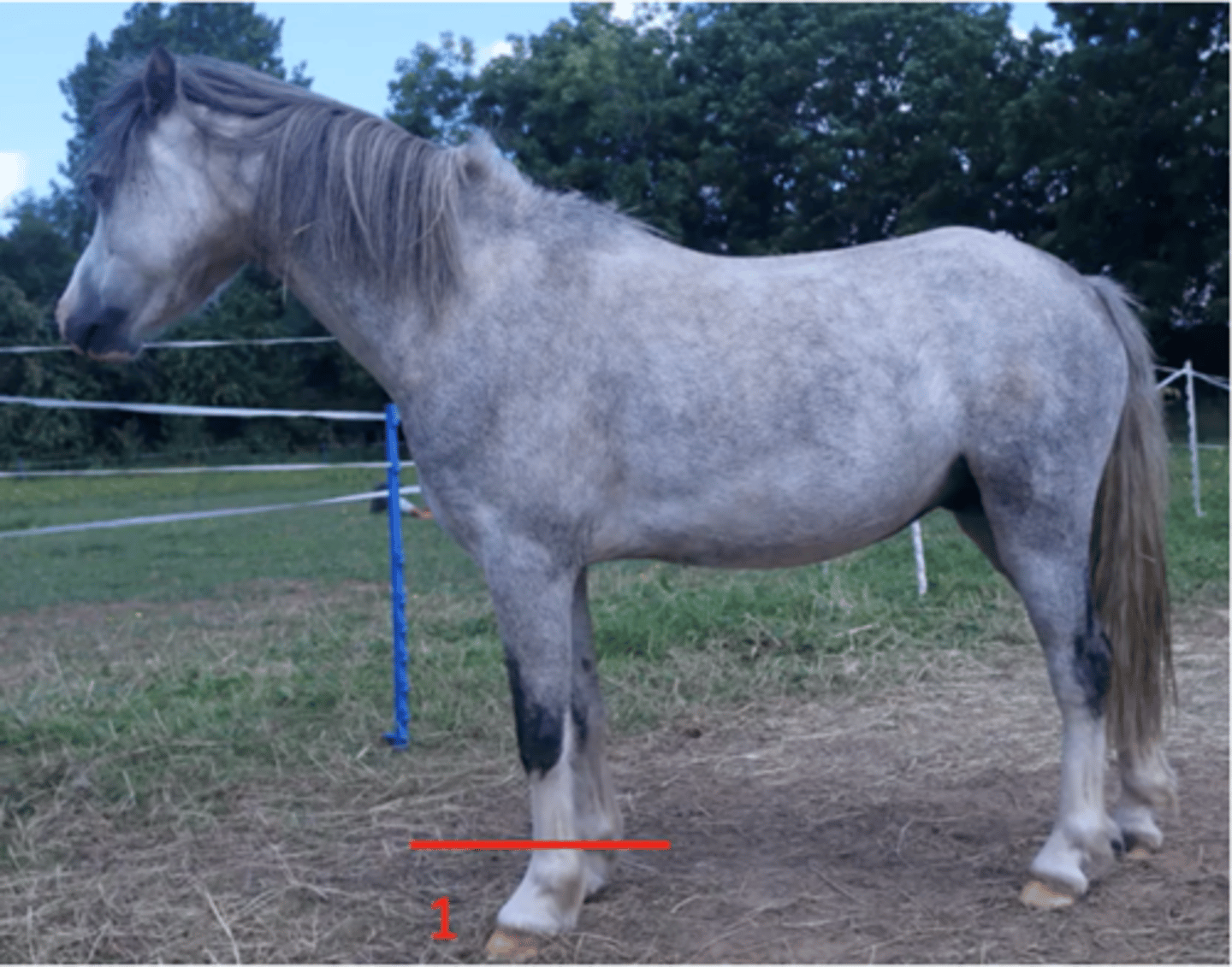 <p>from distal metacarpus to hoof.</p>