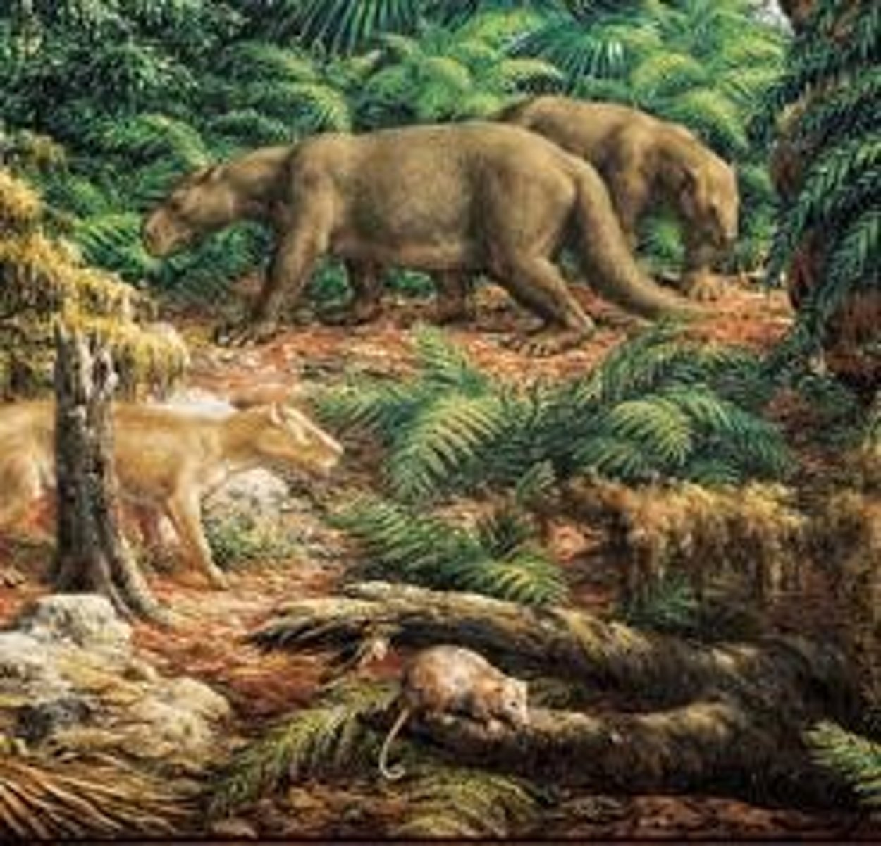 <p>An extinct group of carnivorous mammals that thrived during the Cenozoic.</p>