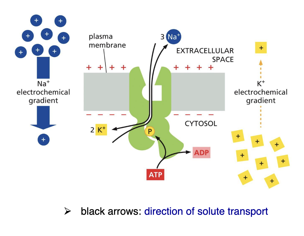 <ol><li><p>3 Na<sup>+ </sup>ions inside the cell bind to the pump</p></li><li><p>This hydrolyses ATP where a phosphate group is cut off and added to the pump</p></li><li><p>The phosphorylation of the pump triggers a conformational change and causes the ejection of Na<sup>+</sup></p></li><li><p>2 K<sup>+</sup> from the outside of the cell then bind to the pump</p></li><li><p>This de-phosphorylates the pump where the Phosphate is removed</p></li><li><p>The 2 K<sup>+ </sup>then get released to the inside of the cell </p></li></ol><p></p>