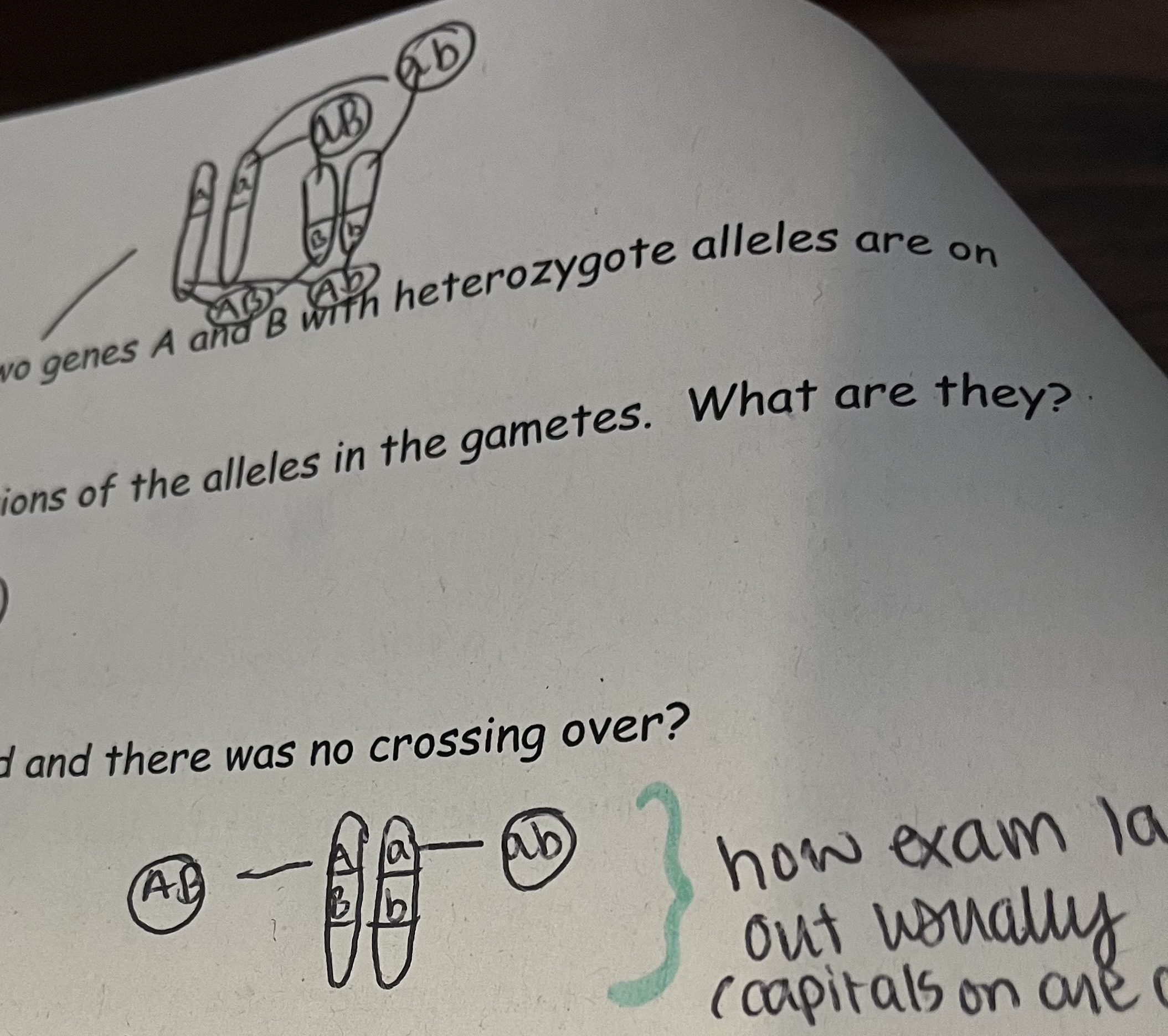 <p>Capital (dominant) genes are on one chromosome</p><p>Lower case (recessive) genes are on the same chromosome</p>