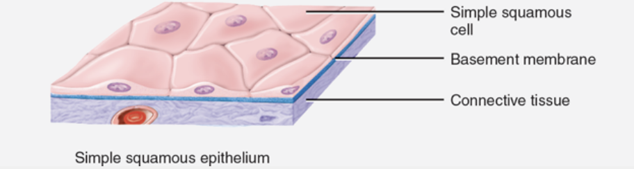 <p>is a single layer of flat cells that resembles a tiled floor; centrally located nucleus is flattened and oval or spherical in shape</p><p>function: diffusion and filtration </p><p>present at sites of filtration (such as blood filtration in kidneys) or diffusion (such as diffusion of oxygen into blood vessels of lungs) and at sites of secretion in serous membranes. </p><p>found in parts of the body that are subject to little wear and tear or no mechanical stress</p>