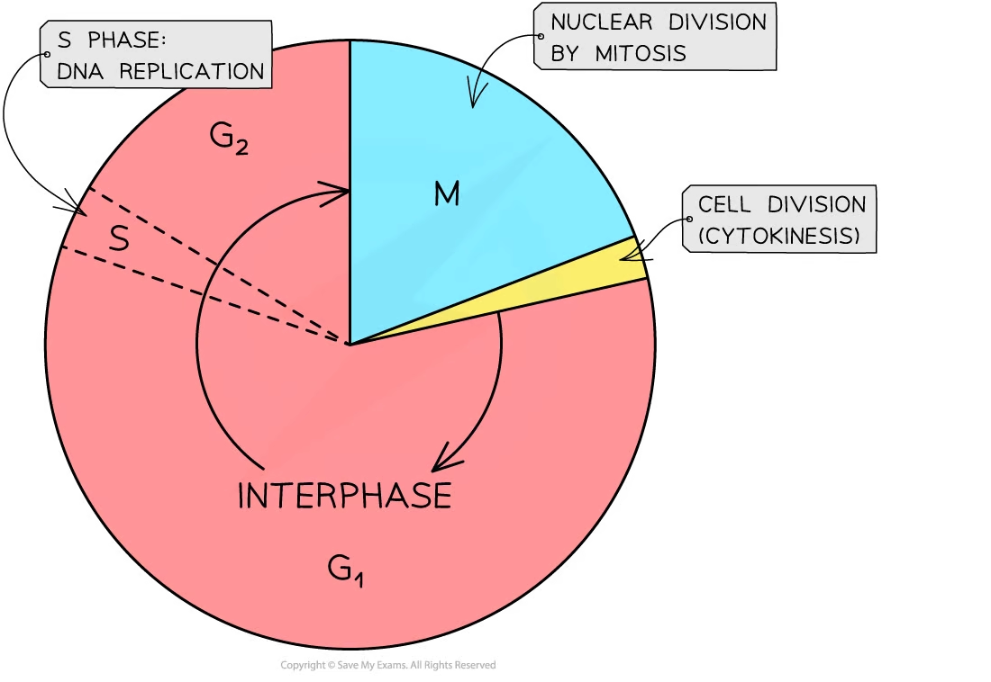 <p>interphase</p><p>mitosis</p><ul><li><p>cells are in interphase most of the time</p></li></ul><p></p>
