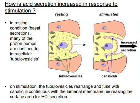 <p><strong>Tubulovesicles </strong>act as a <strong>reservoir</strong> for proton pumps:</p><ul><li><p><strong>Tubulovesicles </strong>are little bits of epithelium which store <strong>proton pumps (H⁺/K⁺-ATPase)</strong> when inactive</p></li><li><p>This rapidly mobilizes to the cell membrane when acid secretion is needed (e.g., by food or gastrin).</p></li></ul><p></p>