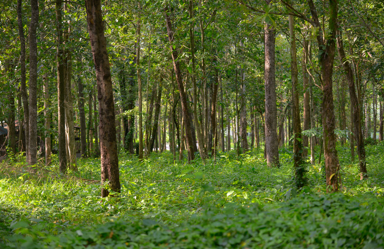 <p>Tropical deciduous forests and savannas</p>