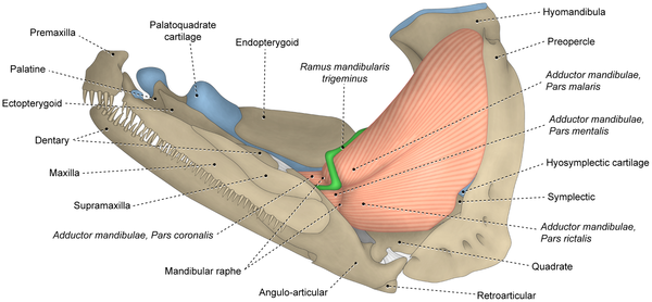 <p>complex used by fish to close their jaws, playing a critical role in feeding and, in many cases, respiration. It is located on the lateral surface of the head (cheek area) and originates on the suspensorium (specifically the quadrate process or palatoquadrate) and inserts on the lower jaw (Meckel's cartilage or angulo-articular)</p>